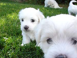 Puppy Portraits